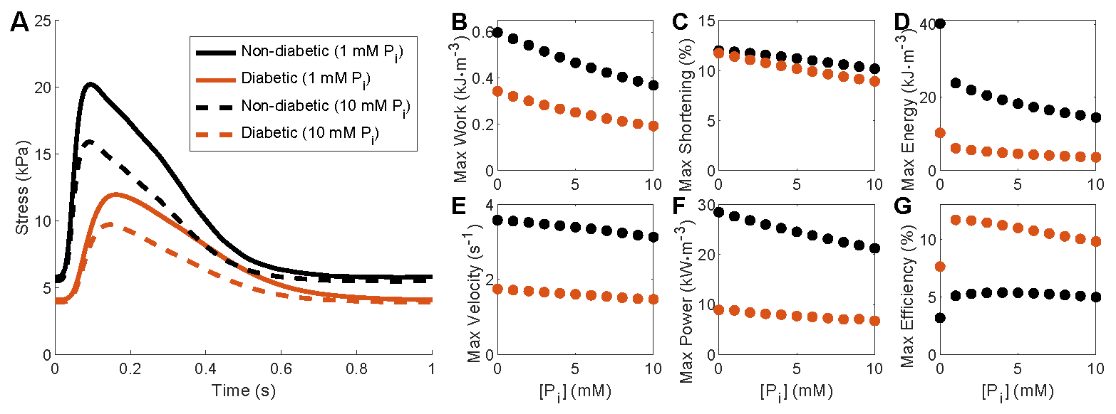 Reproduction of Figure 8 in  using the MATLAB script. This demonstrates isometric and work-loop simulations under various Pi concentrations.
